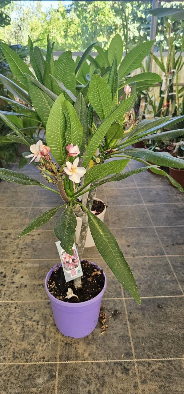 Frangipani (Plumeria rubra)